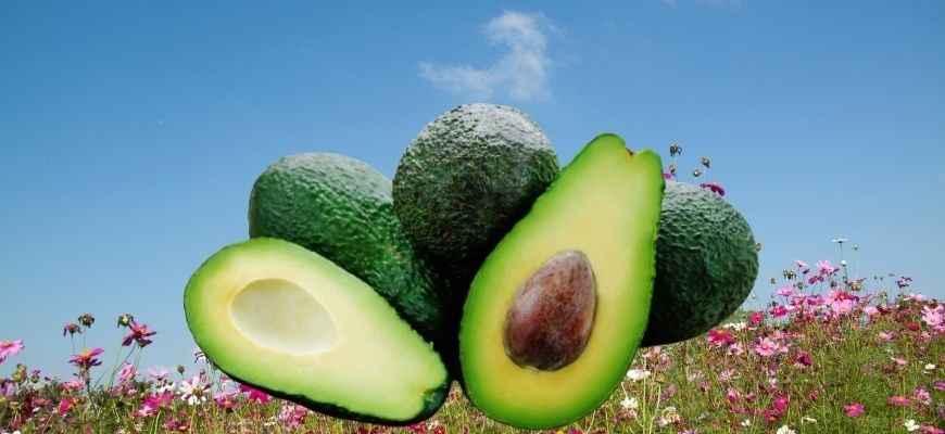 Avocados