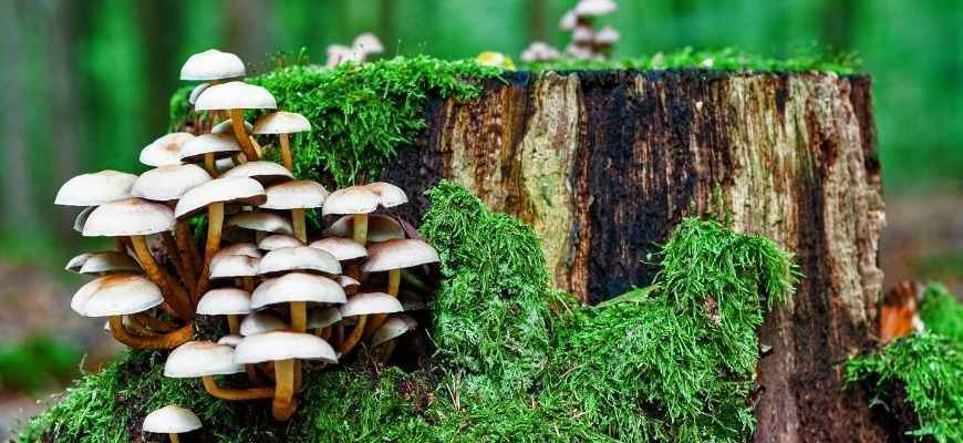 Mushrooms