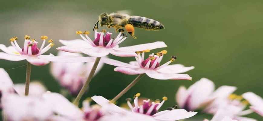 Bee Health Benefits of Organic Farming