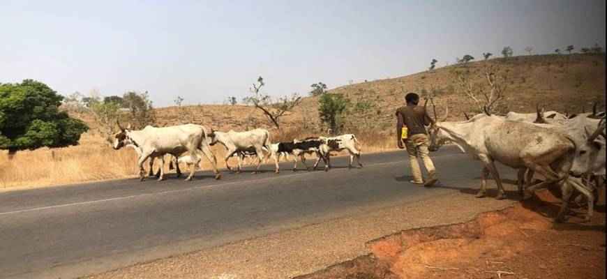Obey Anti-Open Grazing Law Or Vacate South-East Region Within 14 Days, IPOB Warns Fulani Herders
