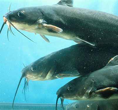 Image result for How To Start Your Own Fish Farming Business IN Nigeria