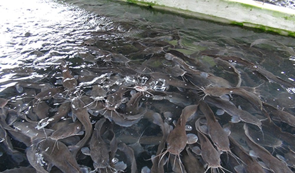 How To Start Your Own Fish Farming Business IN Nigeria How To Start Your Own Fish Farming Business IN Nigeria