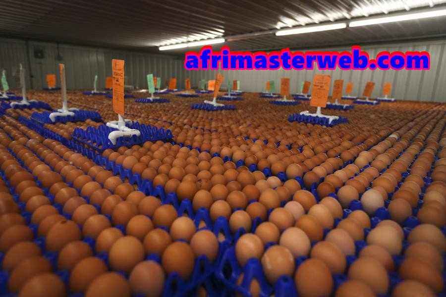 EGG
