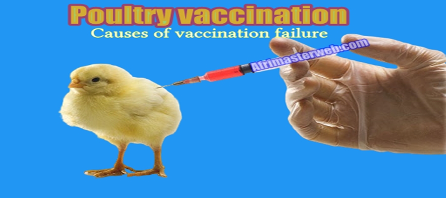 Poultry vaccination, causes of vaccination failure, prevention and solutions