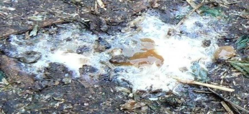 Yellow Watery Diarrhea in Chickens: Causes, Symptoms, and Treatment