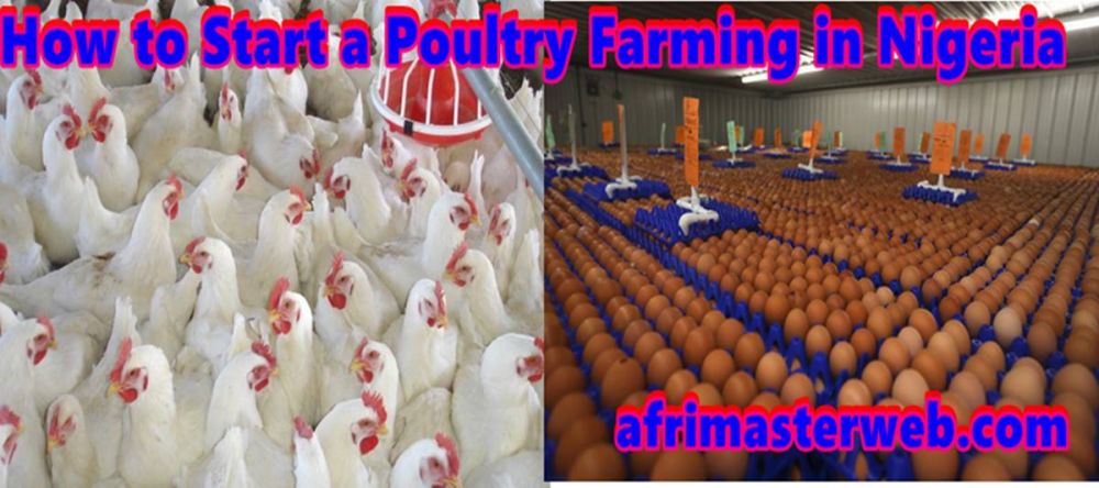 How to Start a very Lucrative Poultry Farming in Nigeria