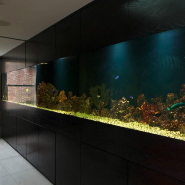 #1 Saltwater Coral Aquarium Store in Sunrise